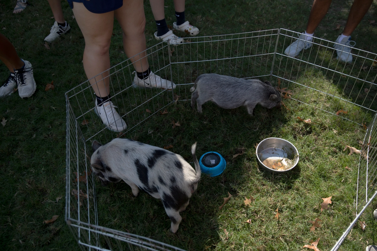 Petting Zoo on the Quad